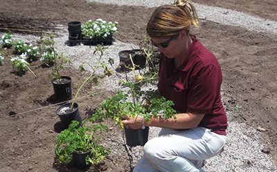 Chickasaw employee with plants